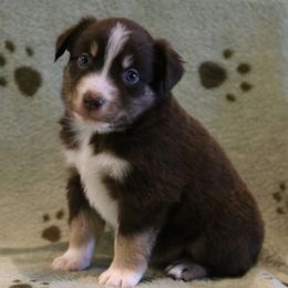 Earl - Red tri male Miniature Australian Shepherd puppy in Weatherford, Texas from Ridgestar Aussies