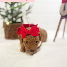 Goldendoodle Puppies from Proctor’s Petite Goldendoodles