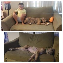 Great Dane Puppies from KD Sweet Southern Danes
