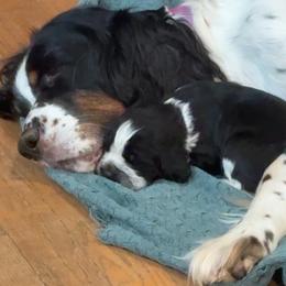 Woodford - Black and white male English Springer Spaniel puppy in Rio, Wisconsin from Rowan Creek Springers