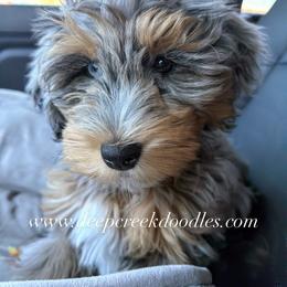 Bernedoodle Puppies from Deep Creek Doodles