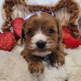 Aussiedoodle, Cavapoo, and Poodle Puppies from B&M Cottonwood Canines