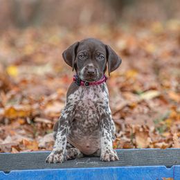 German Shorthaired Pointer and Vizsla Puppies from Nosam Kennels