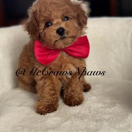 Cavapoo and Maltipoo Puppies from McCraws N Paws