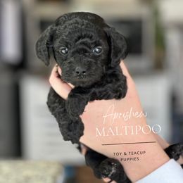 “Pretty” in Spanish - Black Maltipoo puppy in Weatherford, Texas from Aprishew Maltipoo
