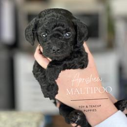 “Pretty” in Spanish - Black Maltipoo puppy in Weatherford, Texas from Aprishew Maltipoo