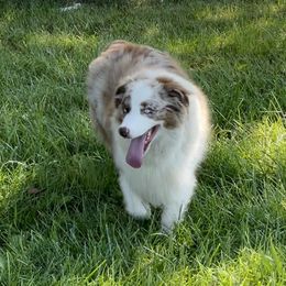 Jorah - Australian Shepherd
