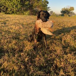 Labrador Retriever Puppies from PSJ Puppies and Families, American AKC Labrador Retrievers