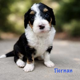 Tiernan - Tri-color male Bernedoodle puppy in Midland, Michigan from Northern Charm Farm