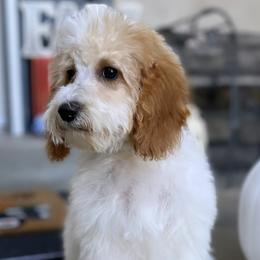 Goldendoodles from F10 at it Again