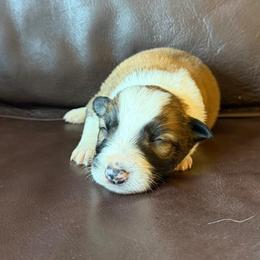 Boy 2 - Sable male Border Collie puppy in Oroville, California from Coalcyn Kennels