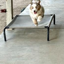 Australian Shepherd Puppies from Copper Sky Aussies of the Cental Coast