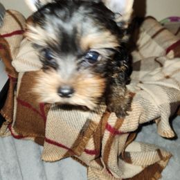 Yorkshire Terrier Puppies from Little Yorkie World Texas