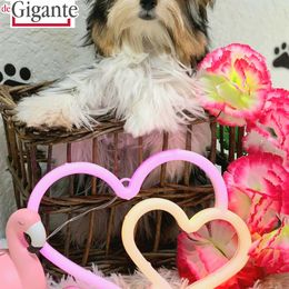 Biewer Terrier and Yorkshire Terrier Puppies from Corazón de gigante