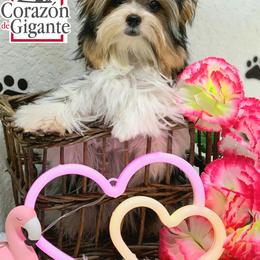 Biewer Terrier and Yorkshire Terrier Puppies from Corazón de gigante