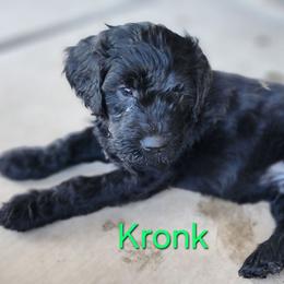 Kronk - Black male Goldendoodle puppy in Goodyear, Arizona from The Earl Dood(le)s