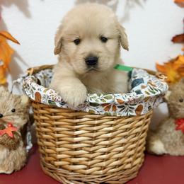 Mr Green - Golden male Golden Retriever puppy in Overton, Nevada from Sinfully Sweet Kennel