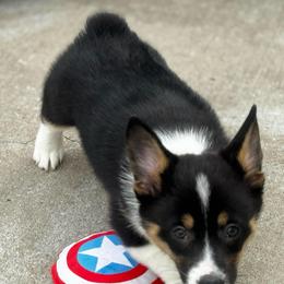 Mason - Black and tan male American Corgi puppy in Nortonville, Kansas from Low Riders Corgis & Mini Aussies
