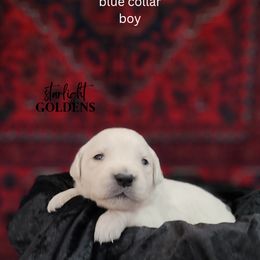 Golden Retriever Puppies from Starlight Goldens