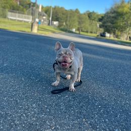 Srt - Liver male French Bulldog puppy in Alexandria, Virginia from Boss Lady Kennel