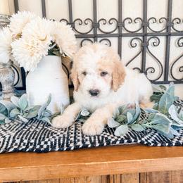 Ocean Blue (aka Blue) - White and orange male Saint Berdoodle puppy in Beaver, Utah from Rocky Ridge Ranch