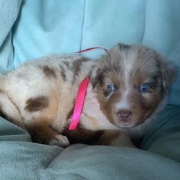 Sweet Cherry (Red Merle with Tail) - Red merle female Miniature Australian Shepherd puppy in Douglas, Arizona from Starry-Eyed Mini Aussies with Tails