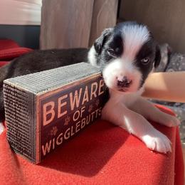 Australian Shepherd Puppies from Lil' Blue Blessings