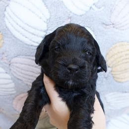 Beast - Black and white male Cockapoo puppy in Bethlehem, Georgia from Darling Doodles