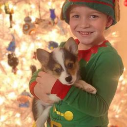 Pembroke Welsh Corgi Puppies from Gardner Corgis