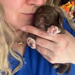 Iris Female 1 AKC - Chocolate female Dachshund puppy in Erie, Michigan from Champagne’s Grinch Toe’d Dachshunds