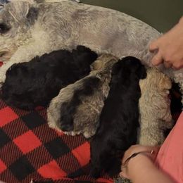 Miniature Schnauzer All Grown Up from Sonia's Pack Schnauzers for ever.