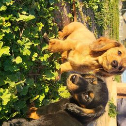 Dachshund Puppies from Harris Hugs and Wiener Wiggles