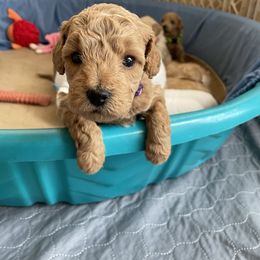 Goldendoodle Puppies from Angel’s Goldendoodle Pups
