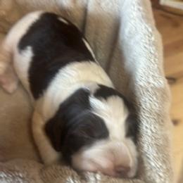 English Springer Spaniel Puppies from Gunner Spaniel