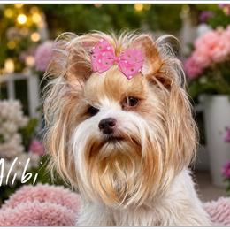 Alibi - Yorkshire Terrier
