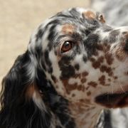 English Setters and Golden Retrievers from Gemstone Goldens