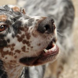 English Setters and Golden Retrievers from Gemstone Goldens