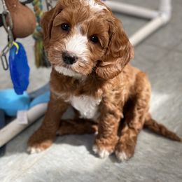 Australian Labradoodle Puppies from All Star Breeders of Labradoodles