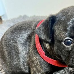 French Bulldogs from Summit View Frenchies