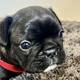 French Bulldogs from Summit View Frenchies
