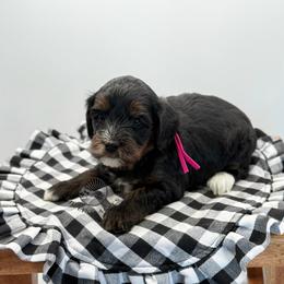 Girl 4 - Tri-color female Cavapoo puppy in Maryville, Missouri from Rolling Acres Doodles and Poodles
