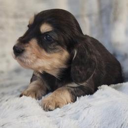Spruce - Black and cream male Dachshund puppy in Pasco, Washington from Loyal Lil Dachshunds