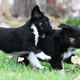 Australian Shepherd Puppies from Diamond C Aussies