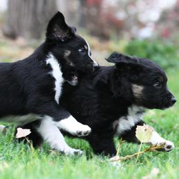 Australian Shepherd Puppies from Diamond C Aussies