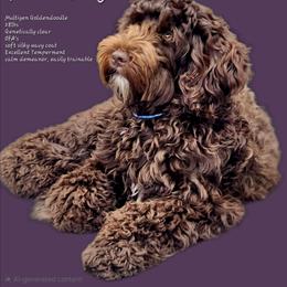 Gemma - Goldendoodle