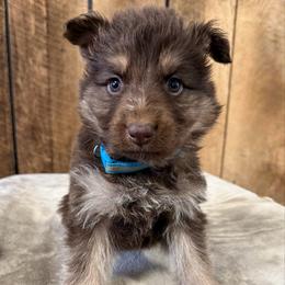 Blue DL - Bi-color male German Shepherd puppy in Terra Alta, West Virginia from Shepherd Country Farm and Kennels