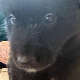 Belgian Sheepdogs from John Busche