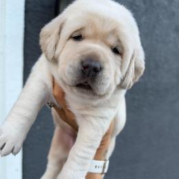 Blue - Yellow female Labrador Retriever puppy in Orangevale, California from NorCal Silver & Coal Labradors