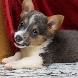 Pembroke Welsh Corgi Puppies from Wartooth Cowdogs
