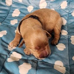 Boy 2 - Golden male Golden Retriever puppy in Saginaw, Michigan from Precious Kennel Retrievers